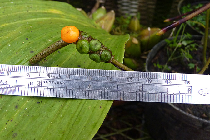 Anthurium collinsii
