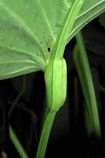 Anthurium colonicum