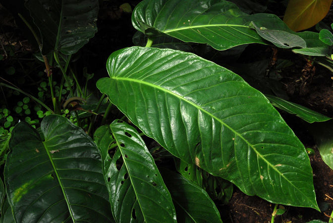 Anthurium colonicum
