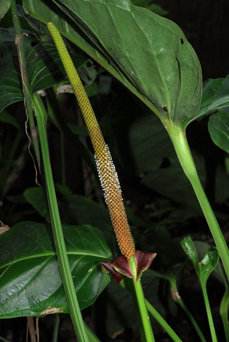 Anthurium colonicum