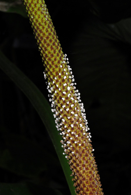 Anthurium colonicum