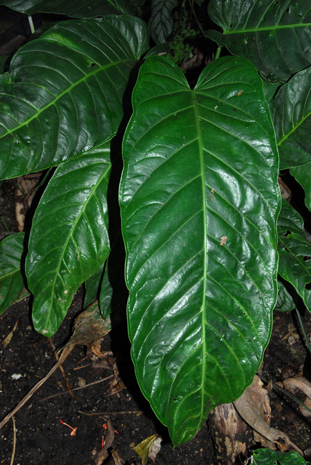 Anthurium colonicum