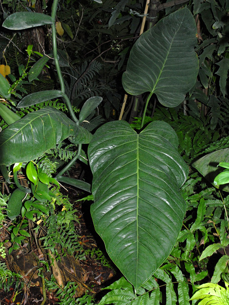 Anthurium colonicum