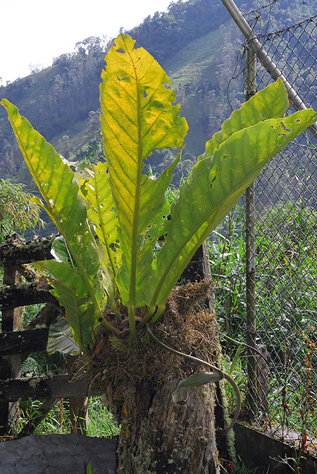 Anthurium combeimense
