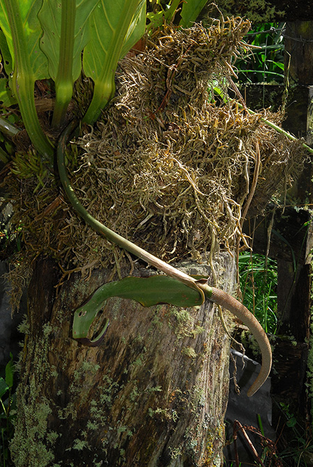 Anthurium combeimense