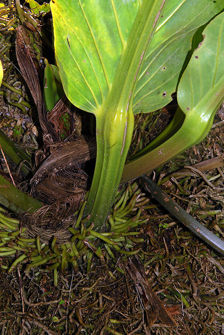 Anthurium combeimense