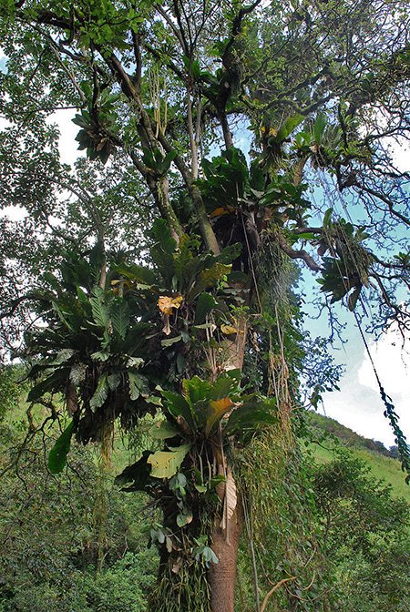 Anthurium combeimense