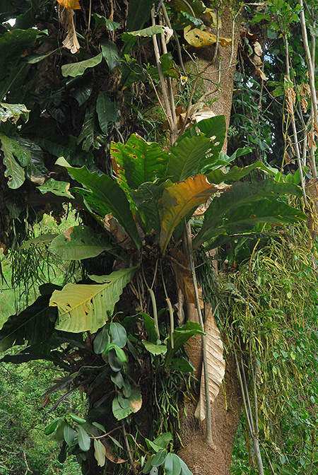 Anthurium combeimense