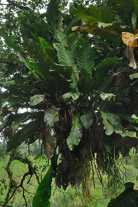 Anthurium combeimense