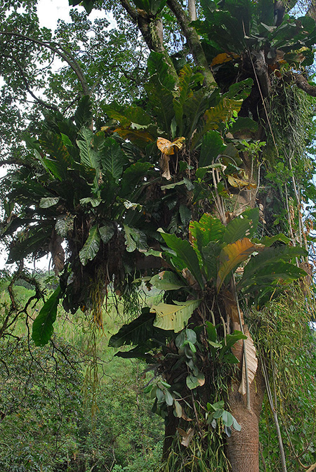 Anthurium combeimense