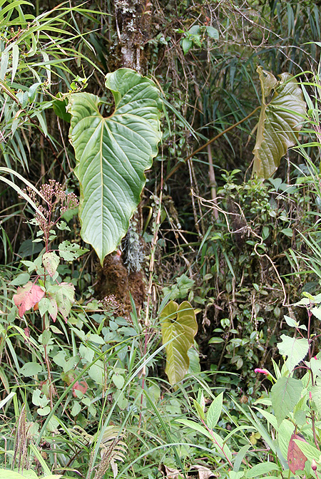 Anthurium concinnatum