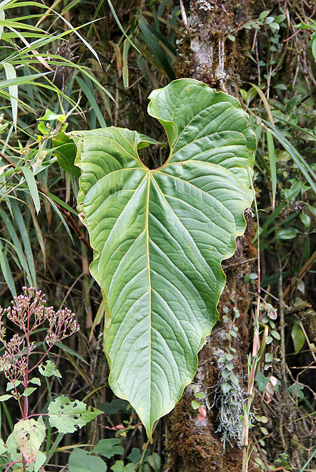 Anthurium concinnatum