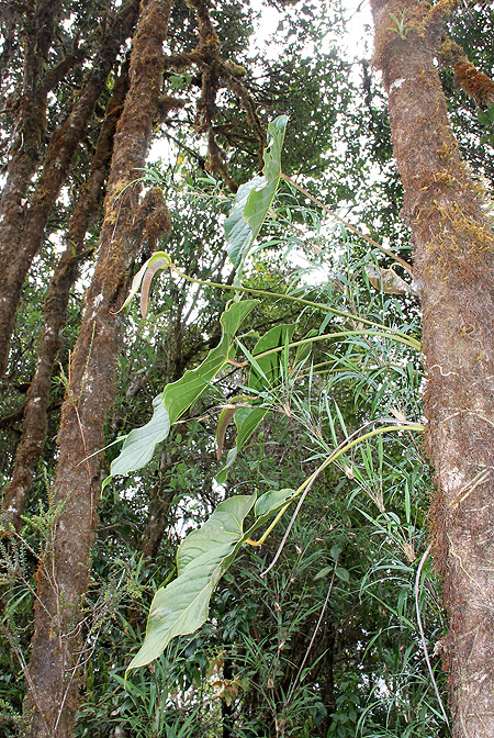 Anthurium concinnatum