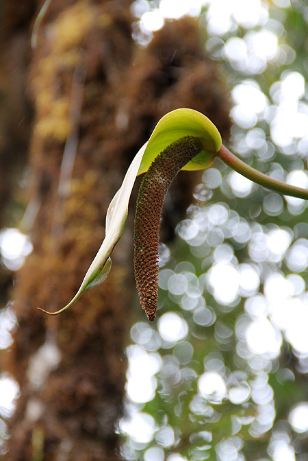 Anthurium concinnatum