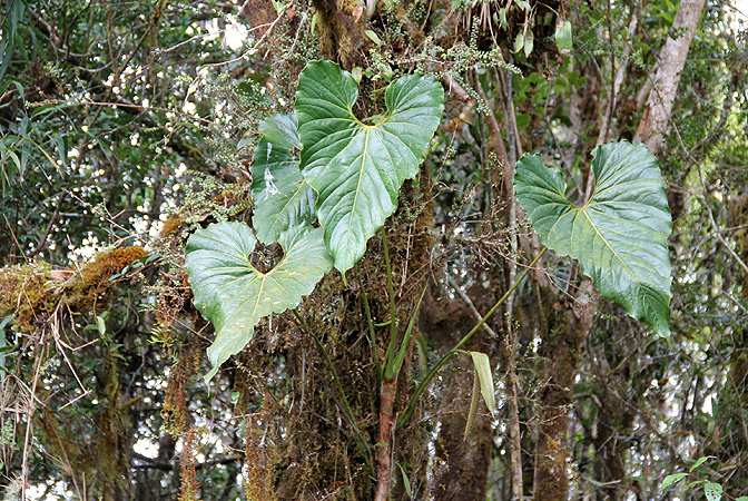Anthurium concinnatum
