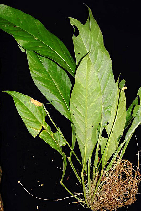 Anthurium consobrinum