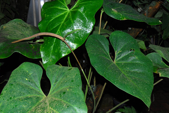 Anthurium cordatum