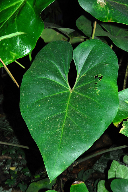 Anthurium cordatum