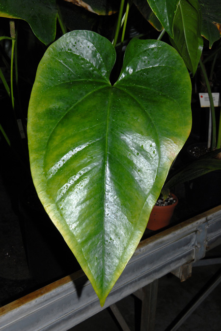 Anthurium cordifolium