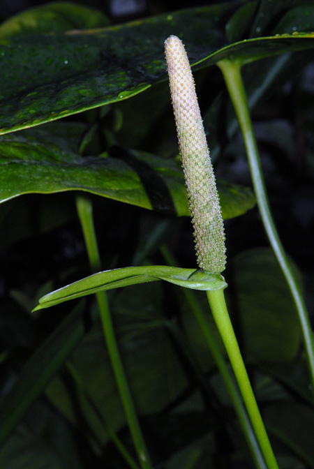 Anthurium cordifolium