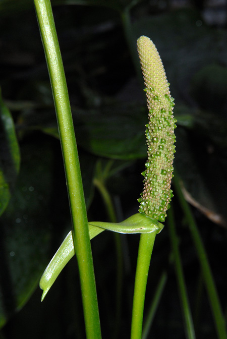 Anthurium cordifolium