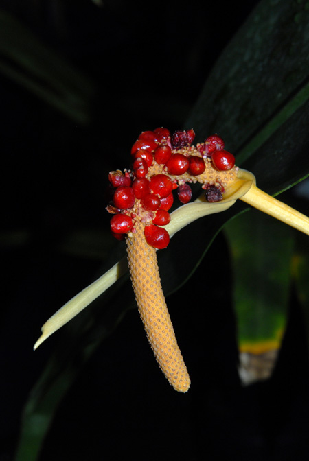 Anthurium cordifolium