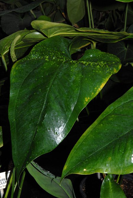 Anthurium cordifolium