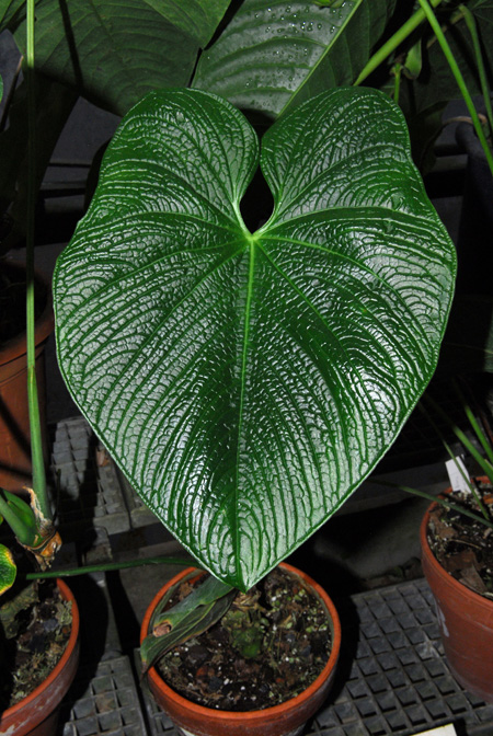 Anthurium corrugatum