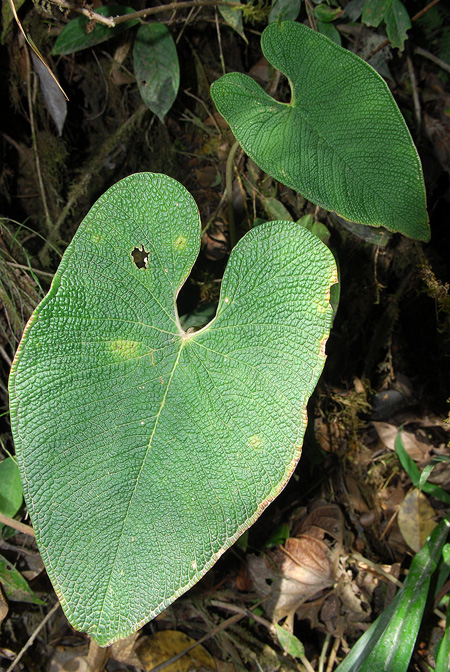 Anthurium corrugatum