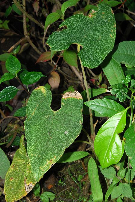 Anthurium corrugatum