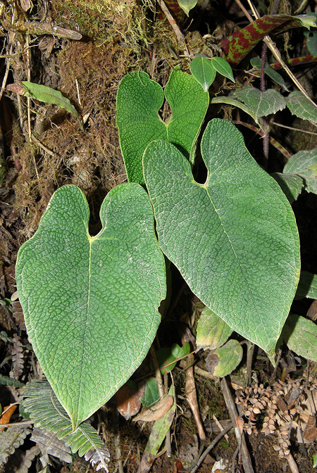 Anthurium corrugatum