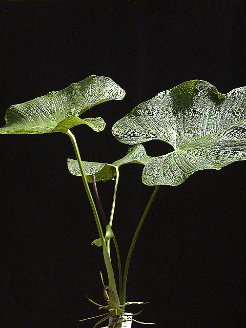 Anthurium corrugatum