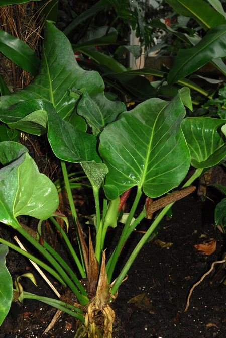 Anthurium cotobrusii