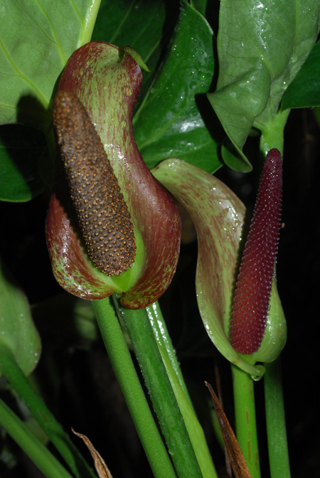 Anthurium cotobrusii