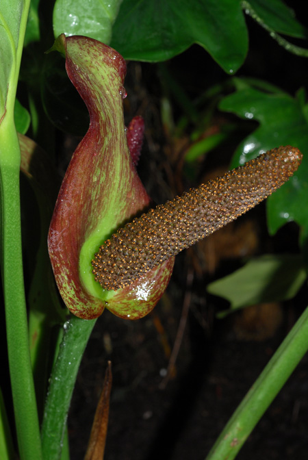 Anthurium cotobrusii