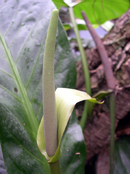 Anthurium crassinervium