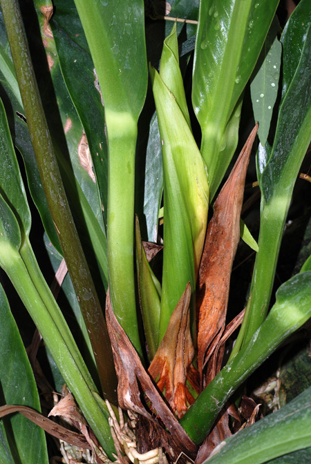 Anthurium crassinervium