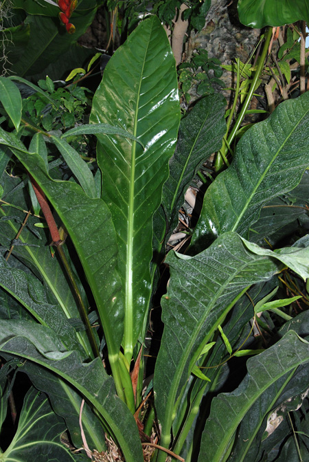 Anthurium crassinervium