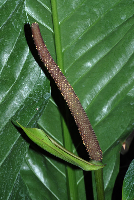 Anthurium crassinervium