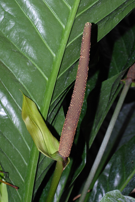 Anthurium crassinervium