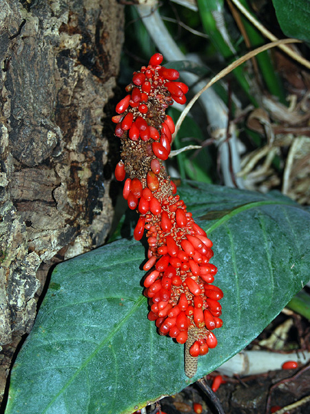 Anthurium crassinervium