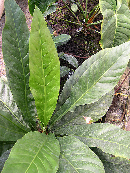 Anthurium crenatum