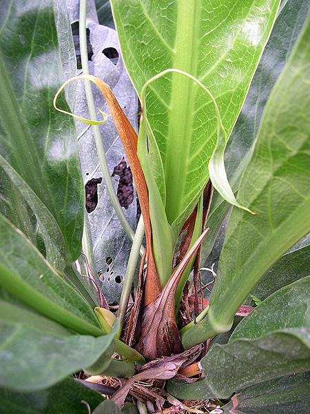 Anthurium crenatum