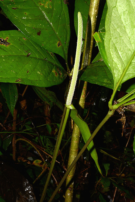 Anthurium croatii