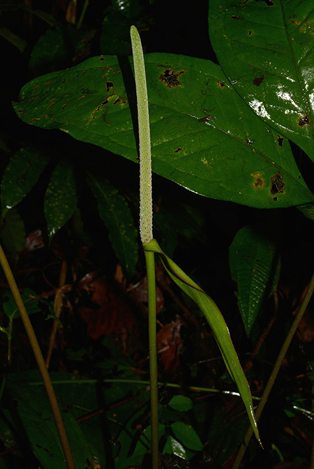 Anthurium croatii
