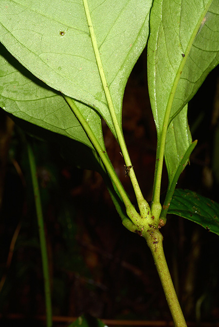Anthurium croatii