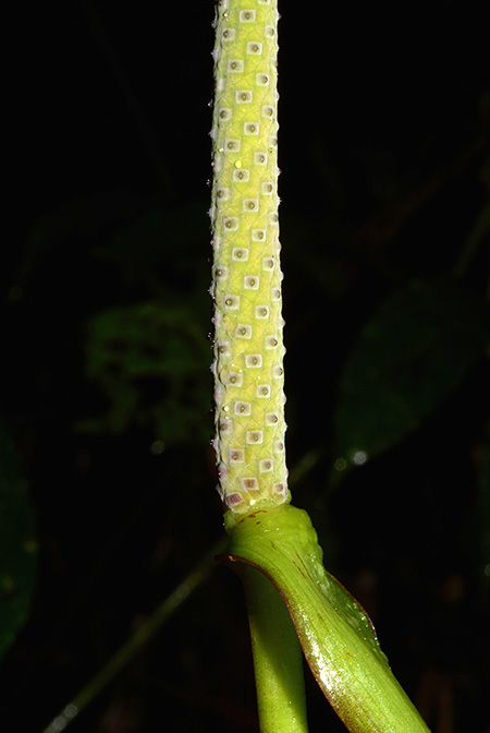 Anthurium croatii