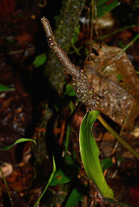 Anthurium croatii