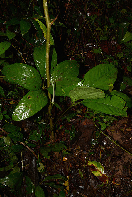 Anthurium croatii