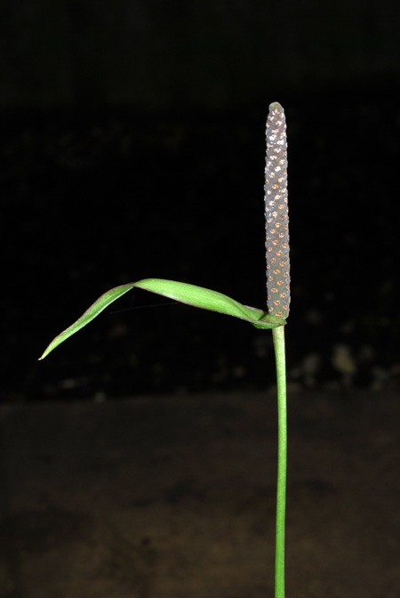 Anthurium croatii